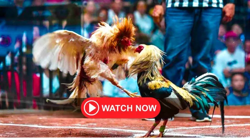See fighting cock feathers