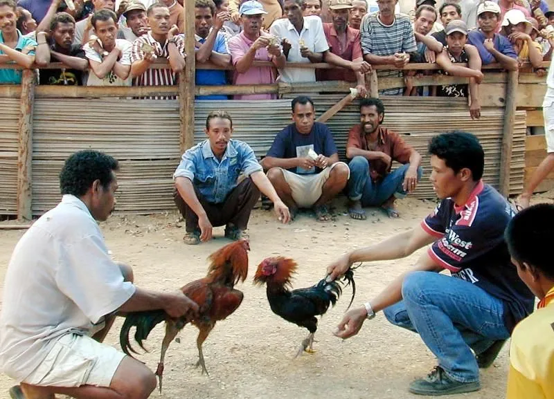 Latest Philippine cockfighting rules